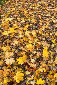 Indian summer im Teichland 4 - K. - F. Muehler