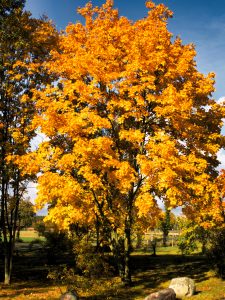 Indian summer im Teichland 5 - K. -F. Muehler