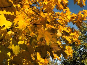 Indian summer im Teichland 6 - K. - F. Muehler