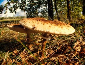 Indian summer im Teichland 7 - K. - F. Muehler