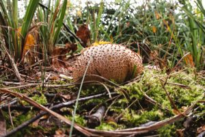 Indian summer im Teichland 8 - K. - F. Muehler