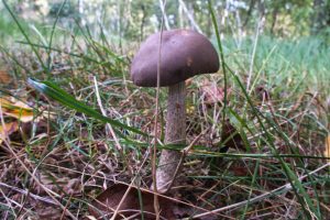 Indian summer im Teichland 9 - K. - F. Muehler