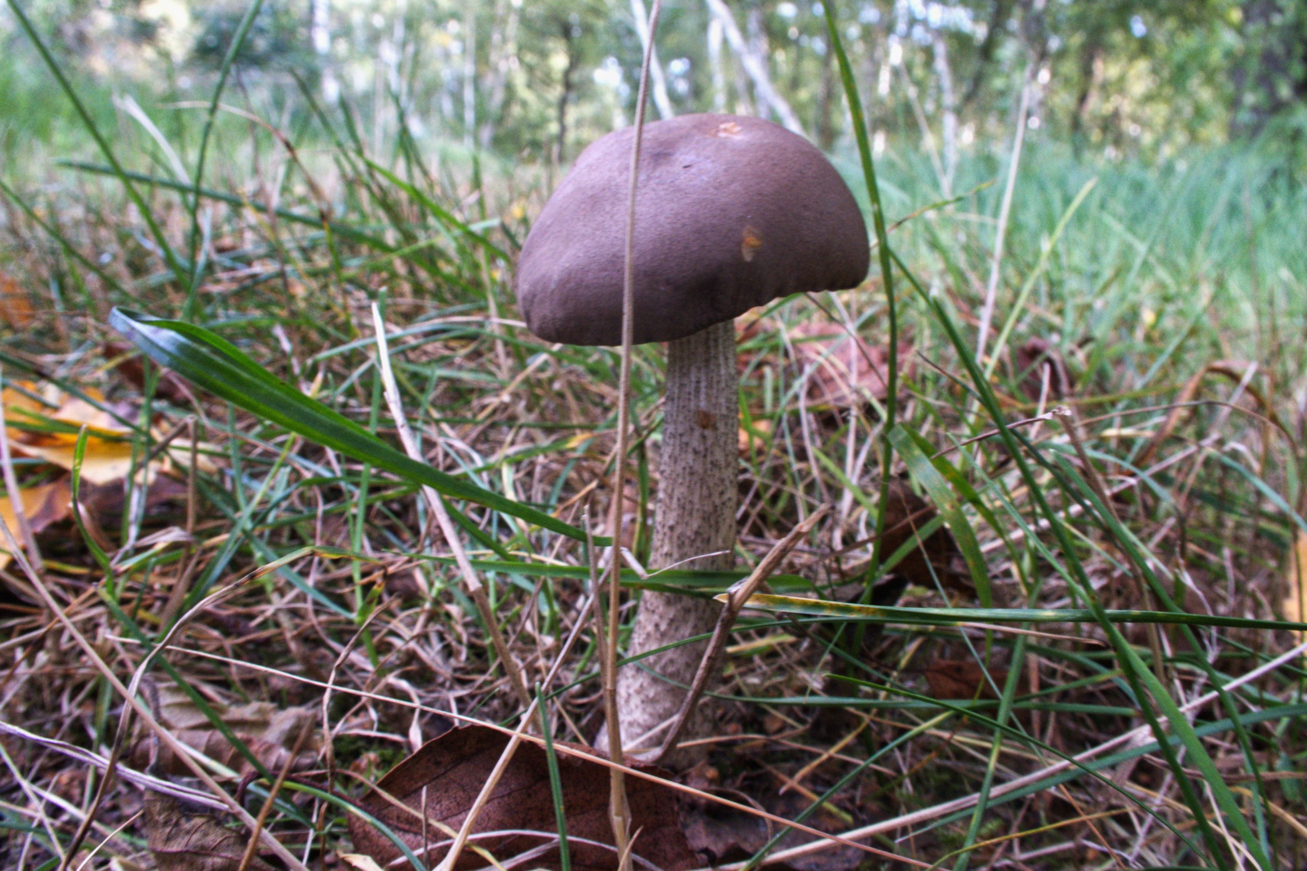 Indian summer im Teichland 9 - K. - F. Muehler