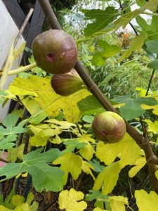 letzte Feigen im November - Bernd Opel