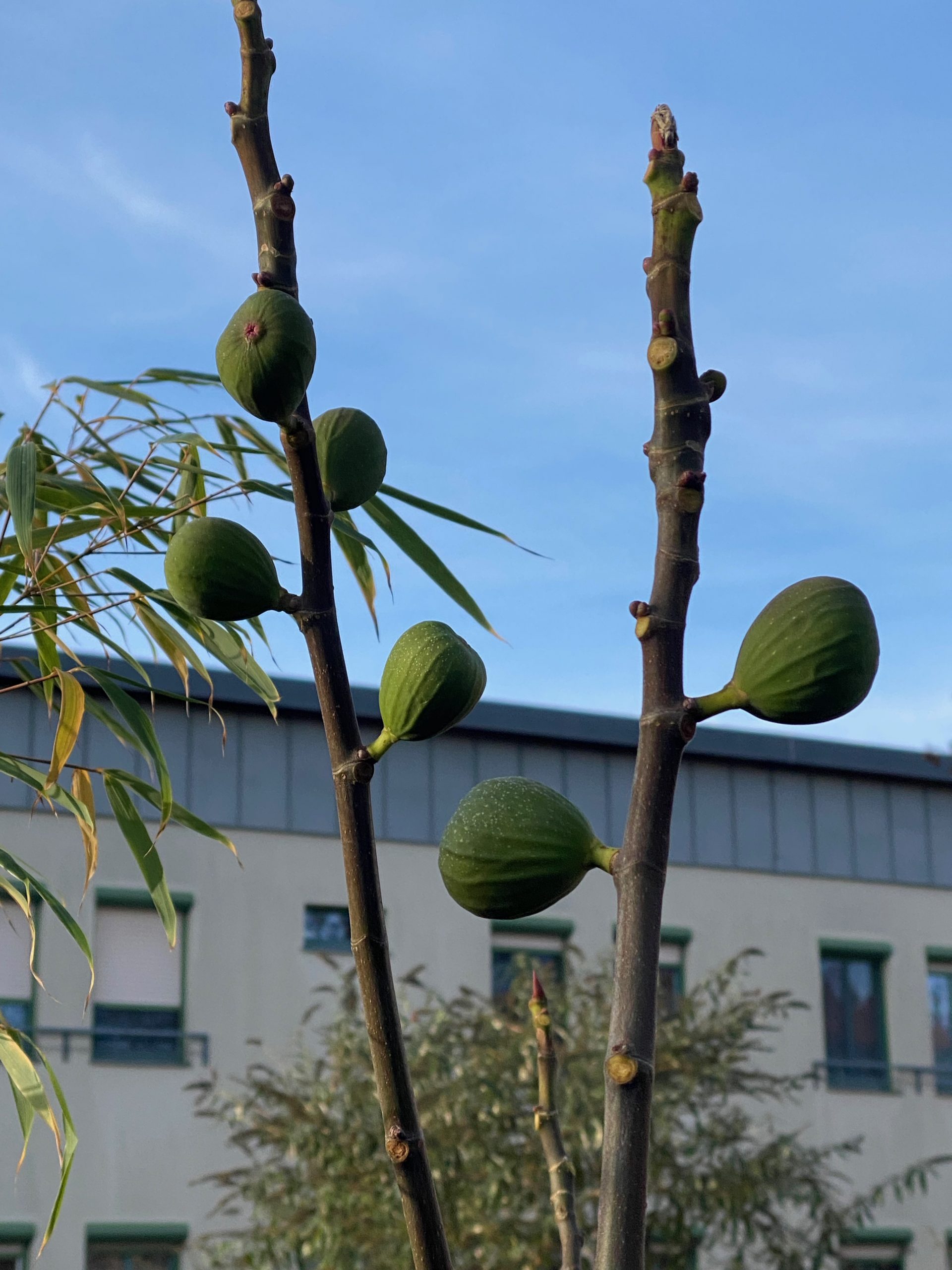 Feigen nach dem ersten Frost - Bernd Opel