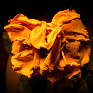 Morbide Schoenheit 1 - K. - F. Muehler