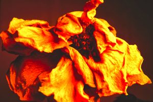 Morbide Schoenheit 2 - K. - F. Muehler