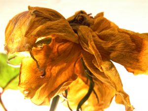 Morbide Schoenheit 3 - K. - F. Muehler