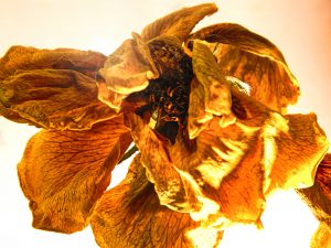 Morbide Schoenheit 4 - K. - F. Muehler