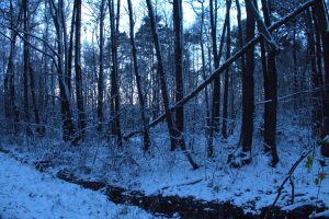 Winterdaemmerung im Bruch - K. - F. Muehler
