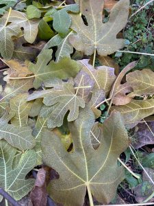 erster Frost - Bernd Opel