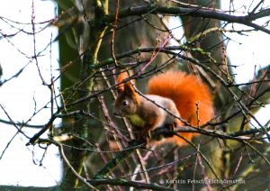 Eichhörnchen - Kerstin Fetsch