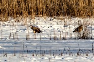 Fischadler 2 - B.Möcker