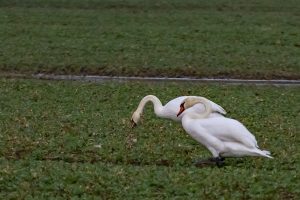 Frühstück im Grünen 2 - B.Möcker