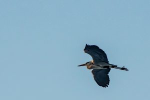 Graureiher - B.Möcker