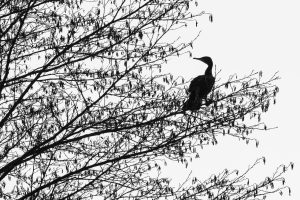 Kormoran - B.Möcker