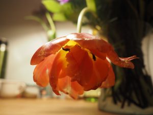 Macro 1 - Bernd Opel