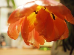 Macro 2 - Bernd Opel