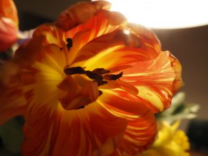 Macro 3 - Bernd Opel