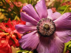 Macro 4 - Bernd Opel