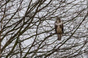 Mäusebussard - B.Möcker
