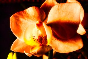 Orchideenzauber 1 - K. - F. Muehler