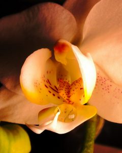 Orchideenzauber 2 - K. - F. Muehler