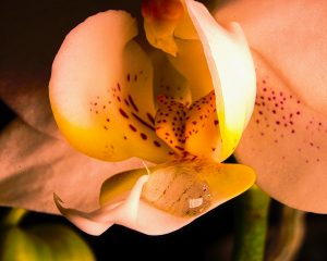 Orchideenzauber 3 - K. - F. Muehler