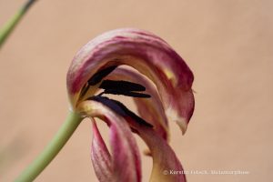 metamorphose 1 - K.Fetsch