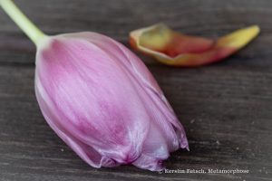 metamorphose 2 - K.Fetsch