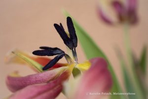 metamorphose 3 - K.Fetsch