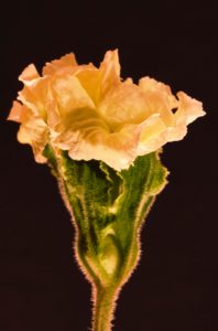 Primel 1 - K. - F. Muehler