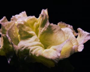 Primel 3 - K. - F. Muehler