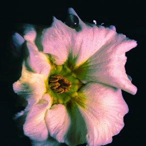 Primel 4 - K. - F. Muehler