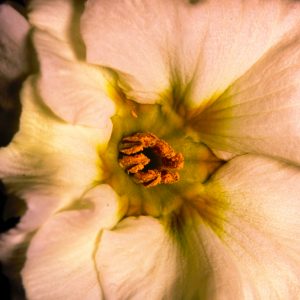 Primel 5 - K. - F. Muehler