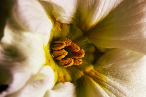 Primel 6 - K. - F. Muehler