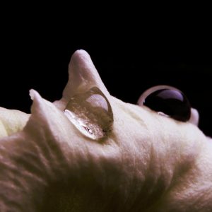 Primel 7 - K. - F. Muehler