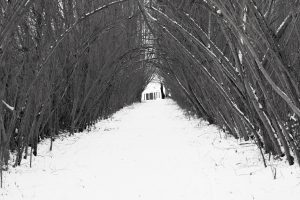 Spreeauen - B.Möcker