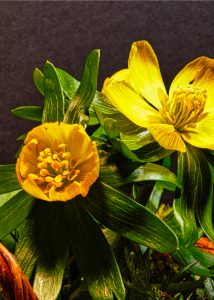 Winterling 1- K. - F. Muehler