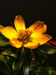 Winterling 2 - K. - F. Muehler