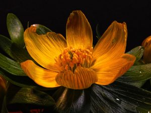 Winterling 3 - K. - F. Muehler