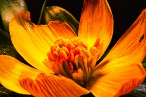 Winterling 4 - K. - F. Muehler