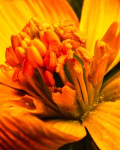 Winterling 5 - K. - F. Muehler