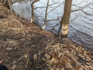 Bieberes Werk 1 - H. Müller