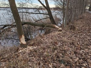 Bieberes Werk 2 - H. Müller