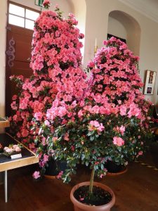 Kamelienbaum - Bernd Opel