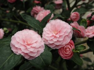 Kamelienblüte 2 - Bernd Opel