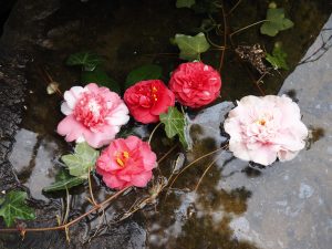 Kamelienblüte - Bernd Opel