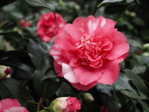 Kamelienblüte1 - Bernd Opel