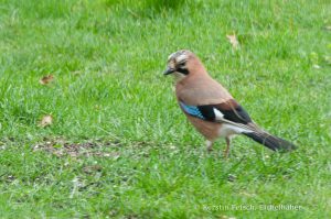 Eichelhäher - Kerstin Fetsch